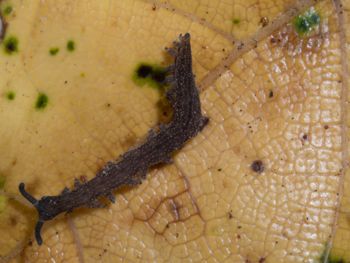 Media type: image; Invertebrate Zoology 152095